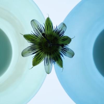 Transparences éphémères - Passiflore 2 carré.jpg